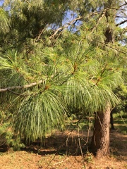 Pinus wallichiana