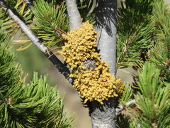 Arceuthobium cyanocarpum