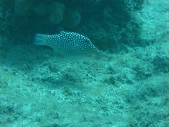 Canthigaster jactator