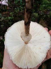 Macrolepiota