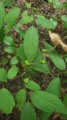 Lindera melissifolia
