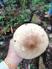 Macrolepiota