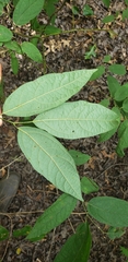 Lindera melissifolia