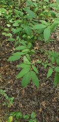 Lindera melissifolia