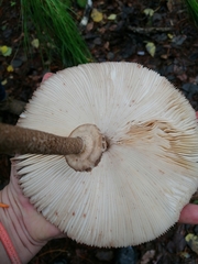 Macrolepiota