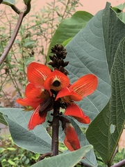 Erythrina breviflora