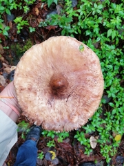 Macrolepiota