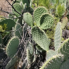 Opuntia leucotricha