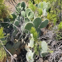 Opuntia leucotricha