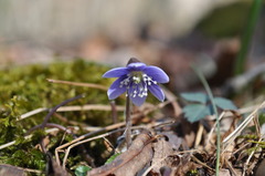 Hepatica
