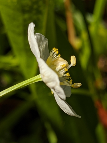 Image of Parnassia cirrata by no rights reserved