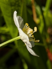 Parnassia cirrata intermedia