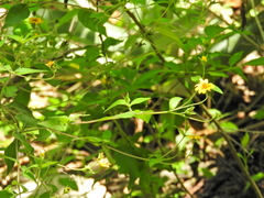 Wedelia acapulcensis
