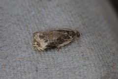 Olethreutes connectum