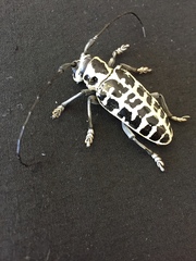 Plectrodera scalator