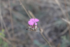 Dianthus polymorphus