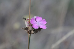 Dianthus polymorphus