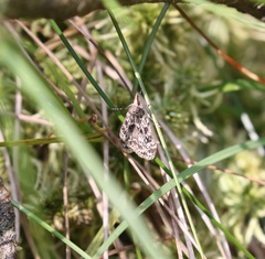 Eudonia truncicolella