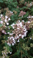 Origanum vulgare