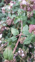 Origanum vulgare