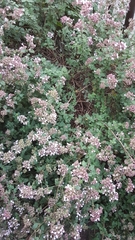 Origanum vulgare