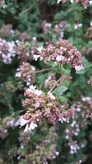 Origanum vulgare