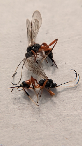 Gambrus polyphemi