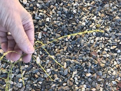 Eriogonum gracile gracile