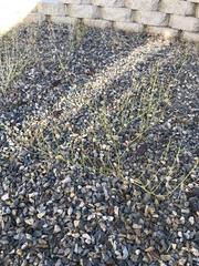 Eriogonum gracile gracile
