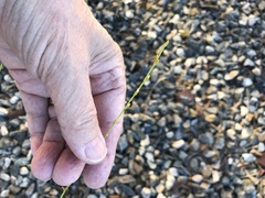 Eriogonum gracile gracile