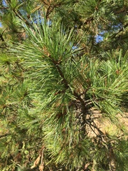 Pinus cembra