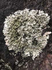 Xanthoparmelia plittii