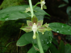 Eulophia gracilis image