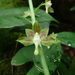 Eulophia gracilis - Photo (c) Carel Jongkind, alguns direitos reservados (CC BY-NC), uploaded by Carel Jongkind