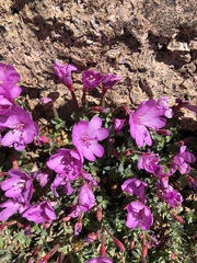 Epilobium obcordatum