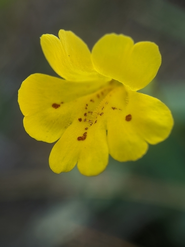 Image of Erythranthe linearifolia by no rights reserved