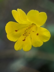 Erythranthe linearifolia