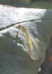 Chrysopa coloradensis