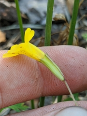 Erythranthe linearifolia