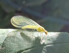 Chrysopa coloradensis