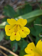 Erythranthe linearifolia