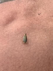 Xanthogaleruca luteola