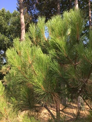 Pinus nigra