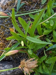 Erythranthe linearifolia