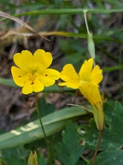 Erythranthe linearifolia