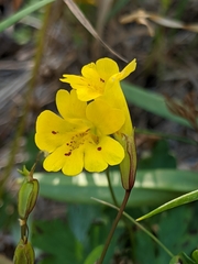 Erythranthe linearifolia