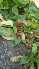 Prunella vulgaris