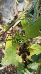 Prunella vulgaris
