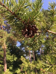 Pinus banksiana