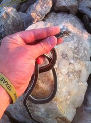 Masticophis taeniatus